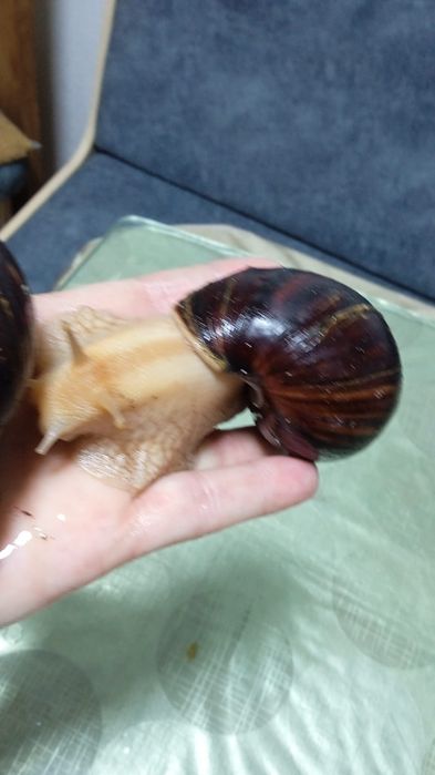 Продам улиток Ахатин