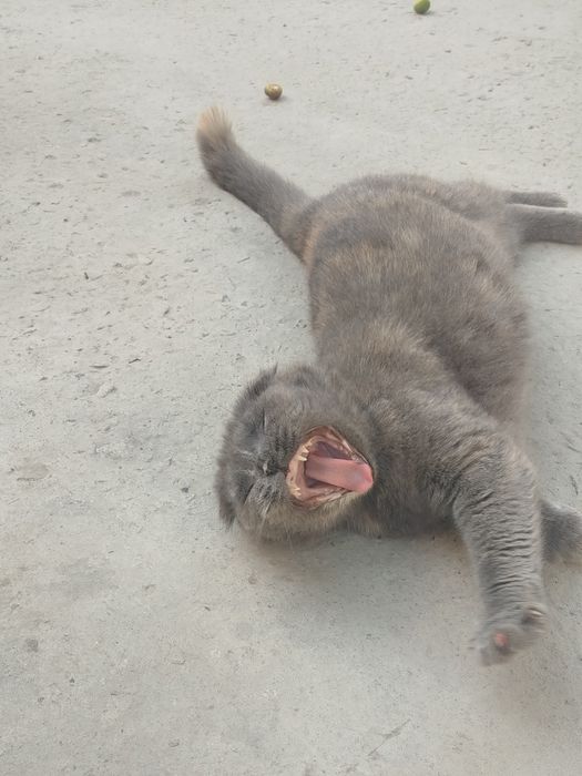 Skotish fold  kul rang yoshi 1da