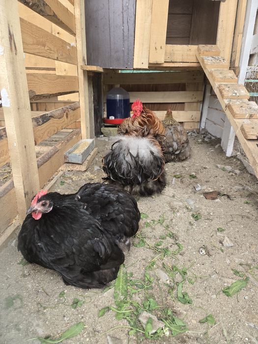 2+1 Cochinchina pitic cocoș frezat