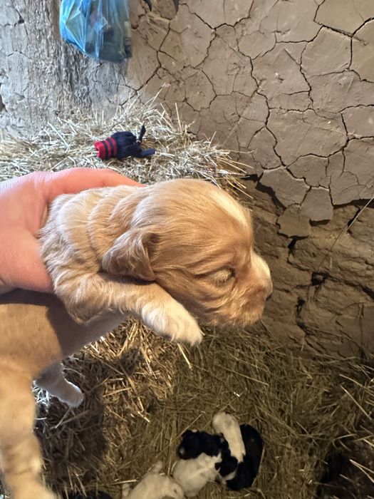 Англиский кокер спаниель охот щенята