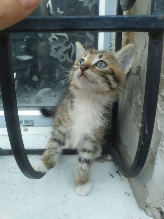 Кошечка ищет дом и