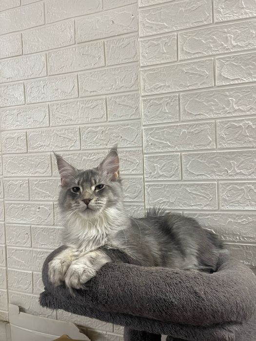 Maine Coon cu părinții campion