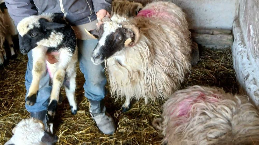 Vând     șase   oi