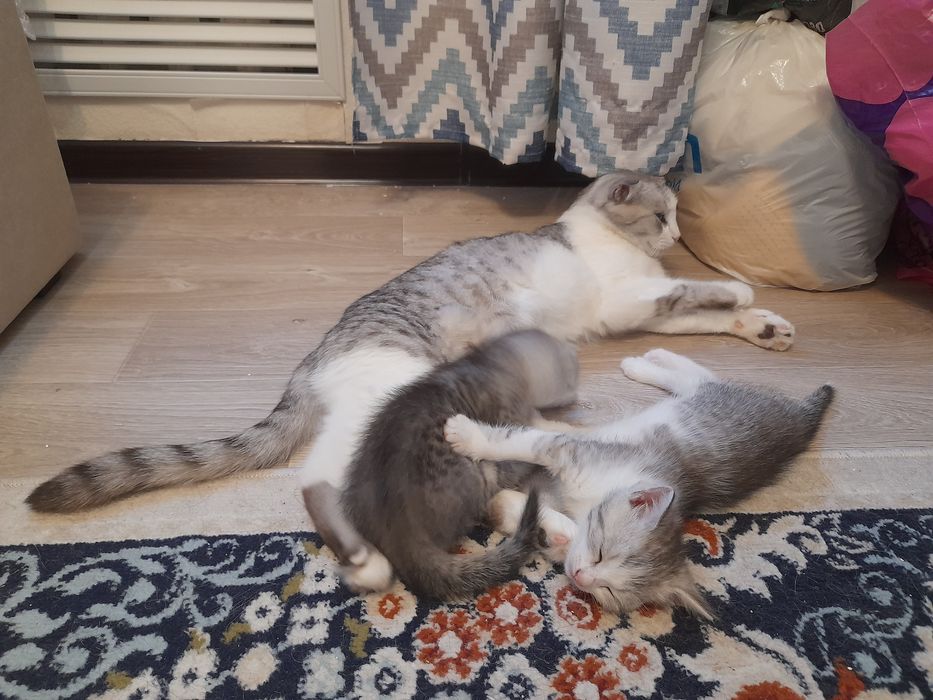 Котята продаётся