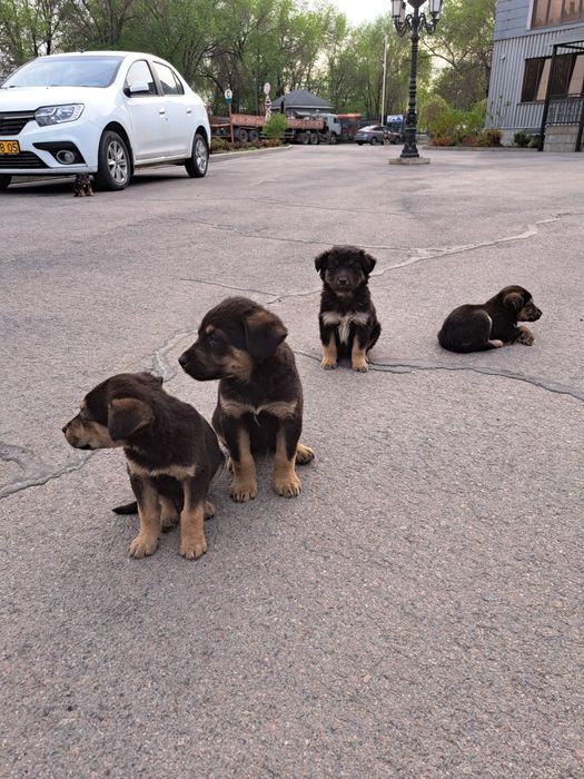 Щенки в хорошие руки