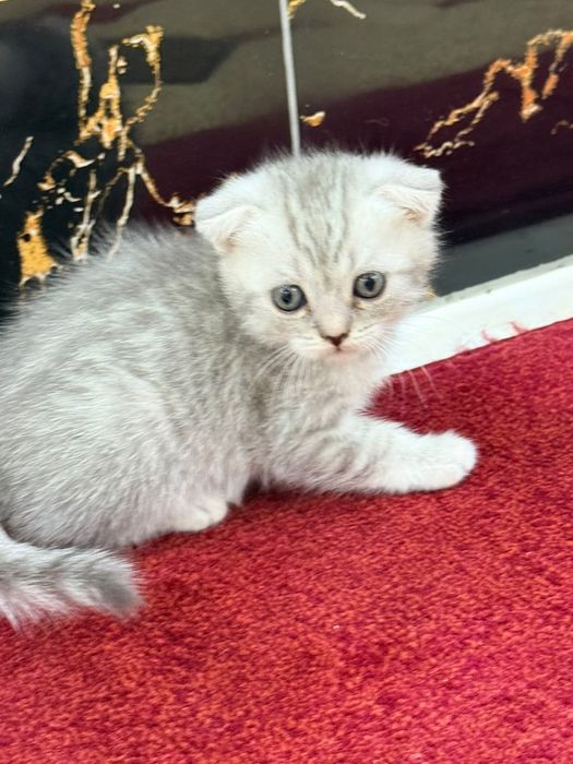 Кошки серебристый Шиншилла