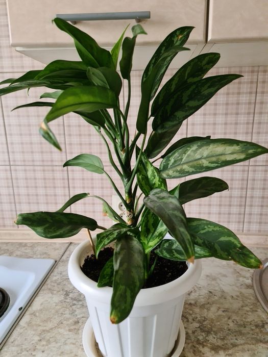 Продам Комнатные цветы.