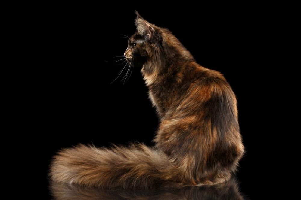 Кошка- Собака! Домашний Гигант ! МЕЙН- КУНЫ- ЧЕРЕПАХИ