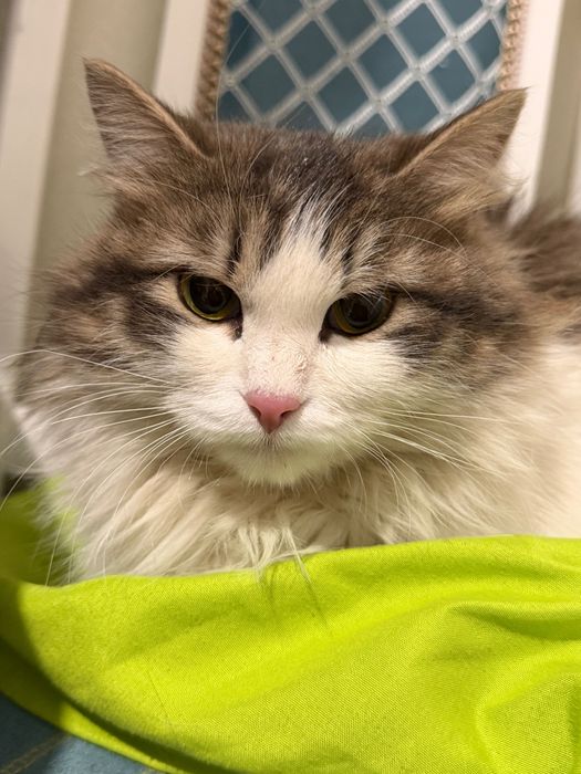 Найдена кошка, ищет дом