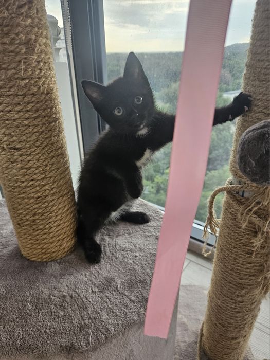 Котенок девочка 2.5 месяца