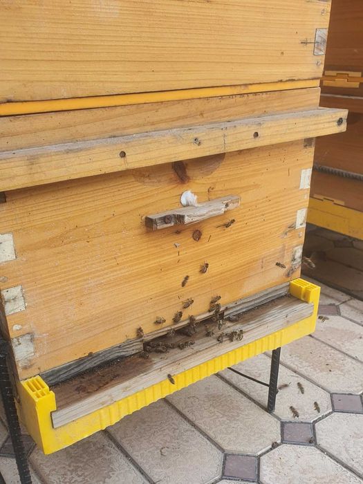 Асал ари ини, ящик для медоносных пчел. Asal ari qutisi, Asal ari oila