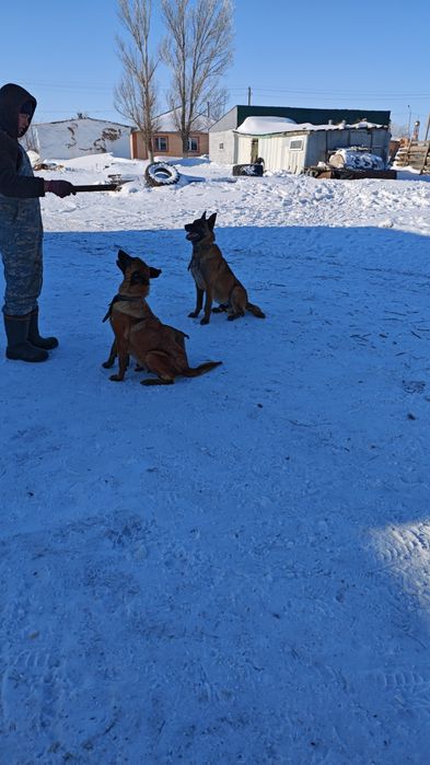 Щенки бельгийской овчарки (малинуа)