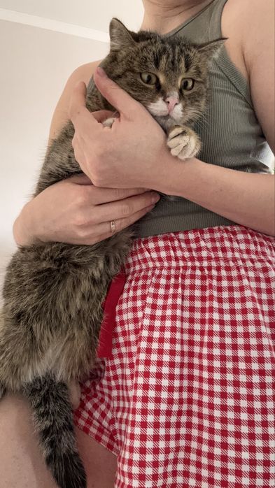 Котик в добрые руки