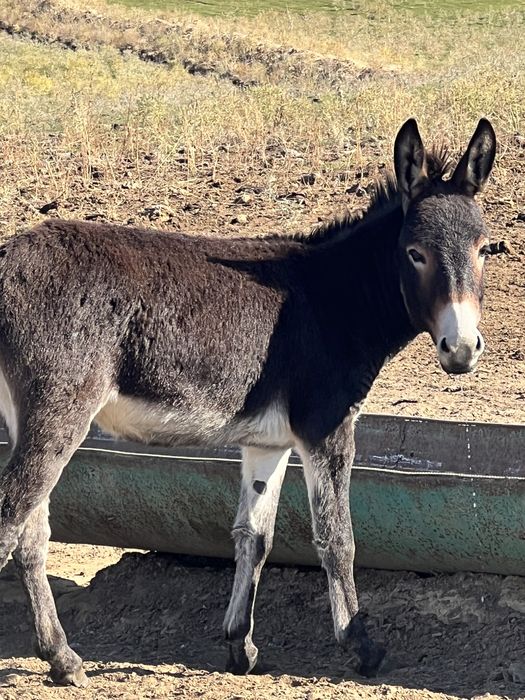Продам ослов годовалых
