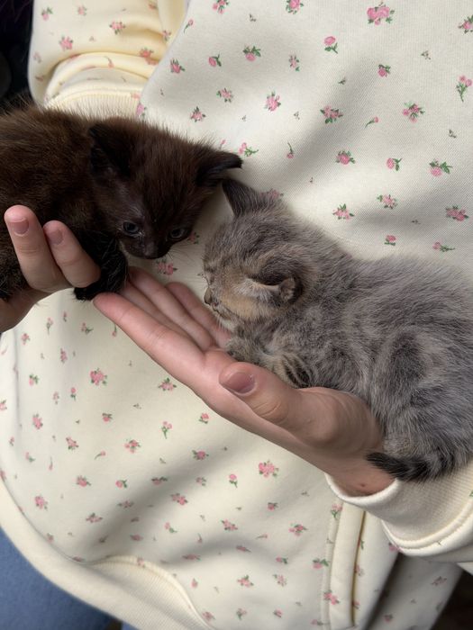 Отдам котят в добрые руки