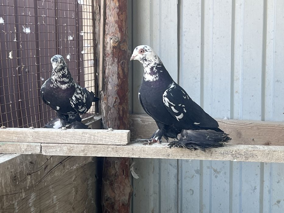 Продам голуби пара