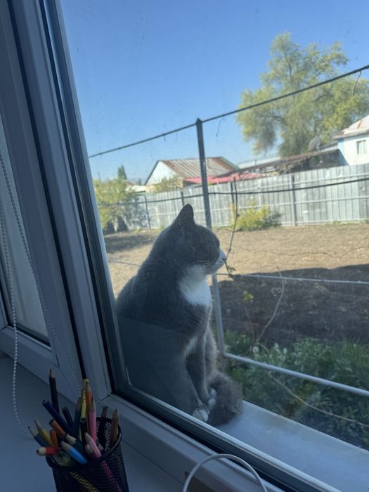 Отдам кота потеряшку