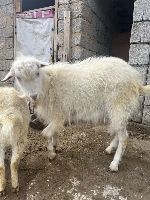 Ешкі заиенский теке