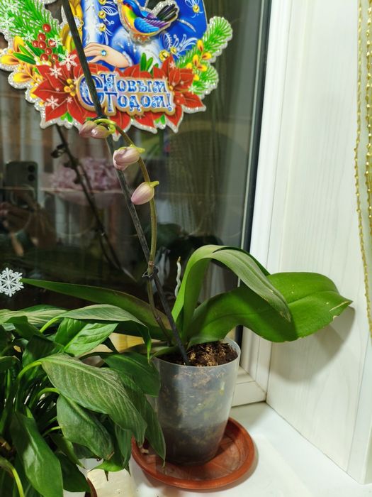 Цветущая орхидея