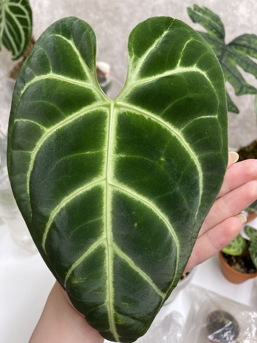 Антуриум регал