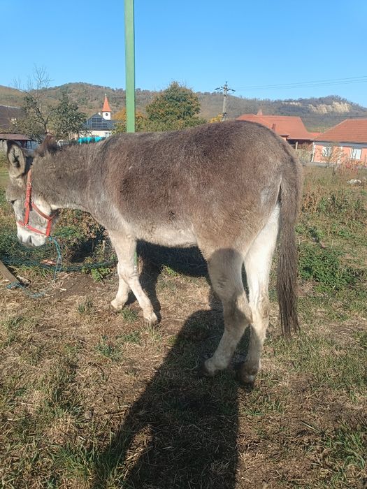 Vând măgar învățat între oi cuminte
