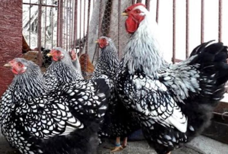 Ouă pentru incubat gaini rase mari