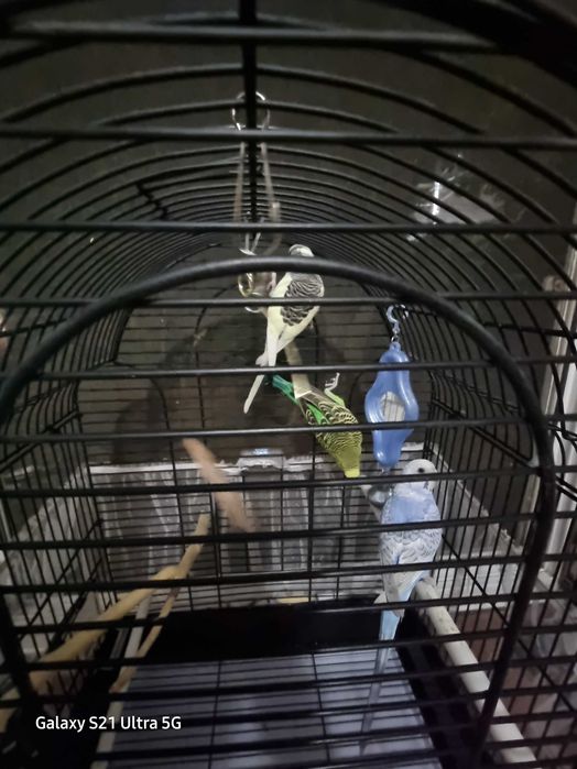 Попугай волнистые