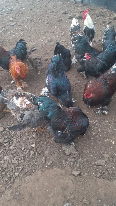 Vând Cocoși Brahman