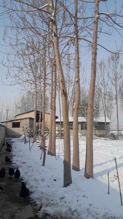 Pavloniya daraxtlari sotiladi.

Yoshi: 3.5–4 yillik
Qalinligi: 2,5–3 q