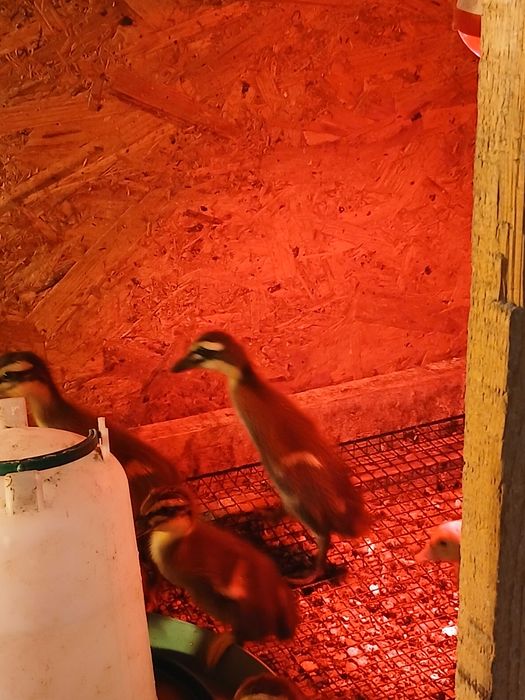 Boboci de Rata Alergatoare Indiana