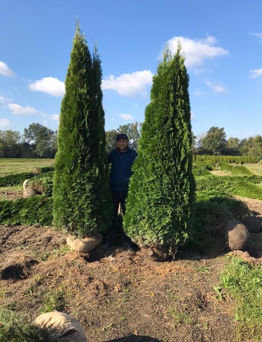 Tuia smaragd și leylandii 2.3m - 2.5m/ calitate extra/ super oferta