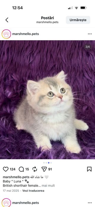 British Shorthair Silver