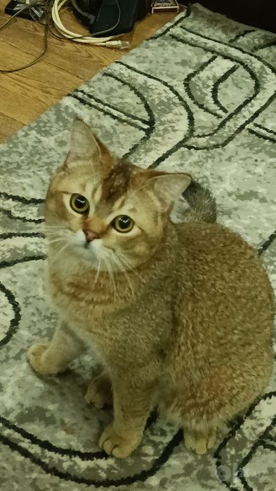 Вязка кота британский Теккированый шиншилла
