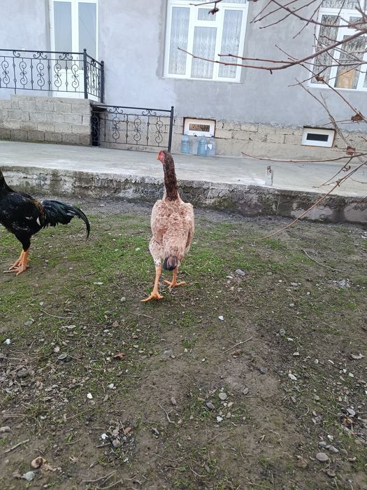 Dakan tovuq sotiladi