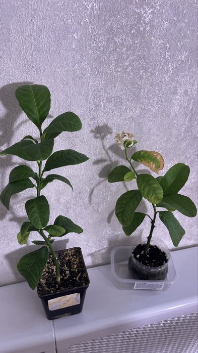 Лимоное дерево, мандарин, лайм