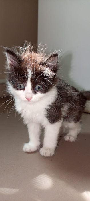 Котята все мальчики 1,5 месяцев