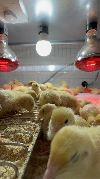 Vand pui de prepelita