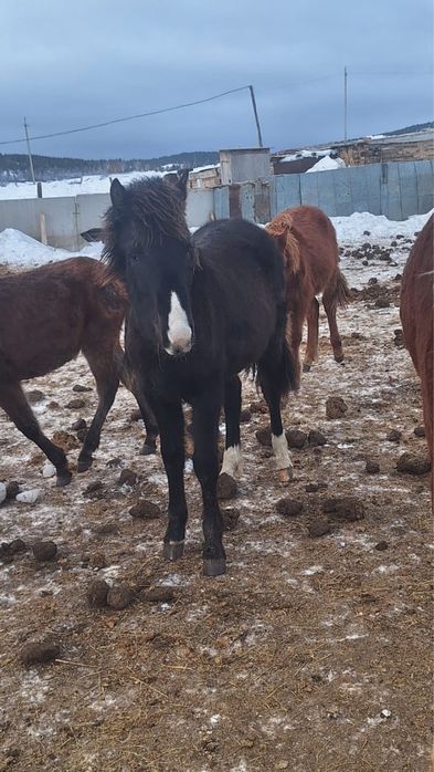 Жабағылар сатылады срочно!!!