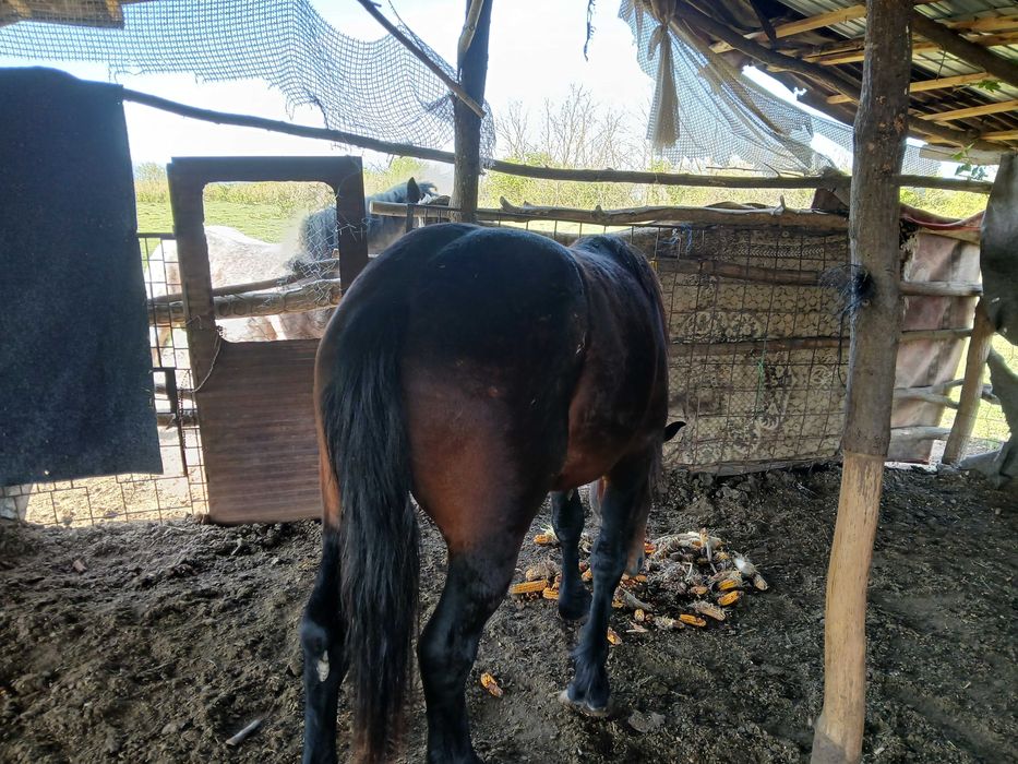 Vand armăsar de 2Ami