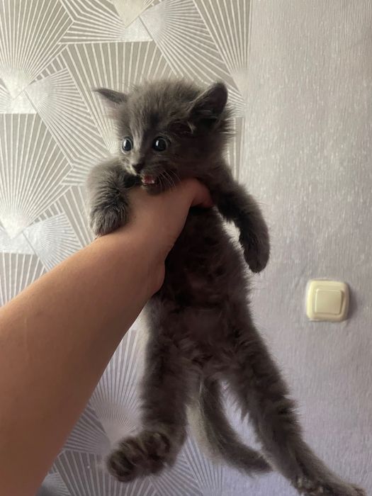 Отдам котят бесплатно