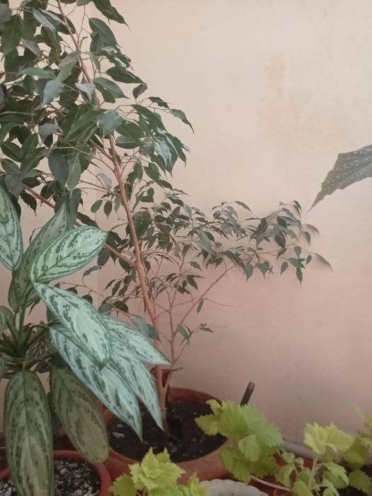 Комнатные цветы большие