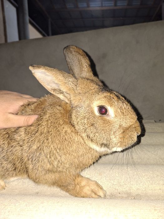 "фландр" куйони.