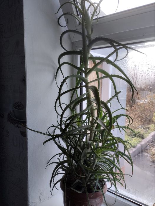 Продам алоэ пятилетний