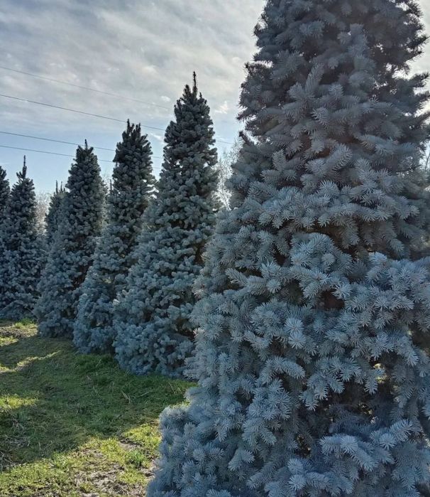 Голубые ели сосны тянь шанские ели