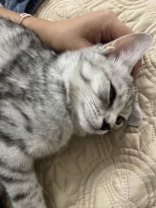 Котенок отдам в добрые руки