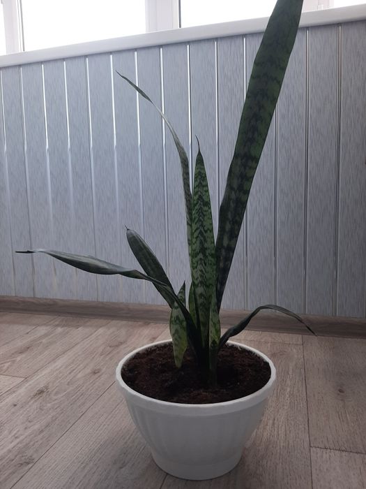 Сансевиерия цветок