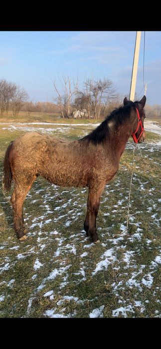 Mânză în vârstă de 4 luni