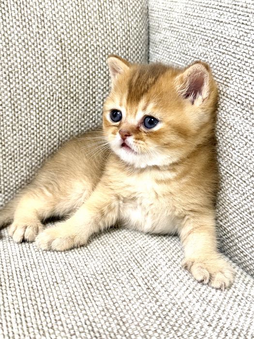 Pisic British Shorthair: culoare rară, pedigree, teste genetice complete