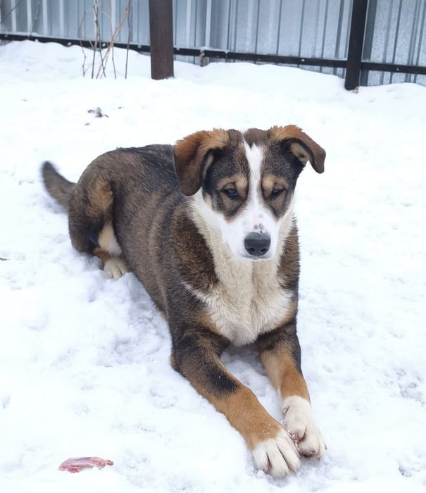 Хороший паренёк ищет дом