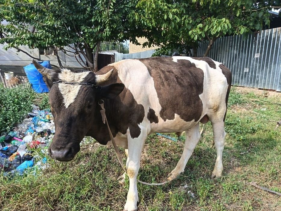 Buqa bilan tana sotiladi